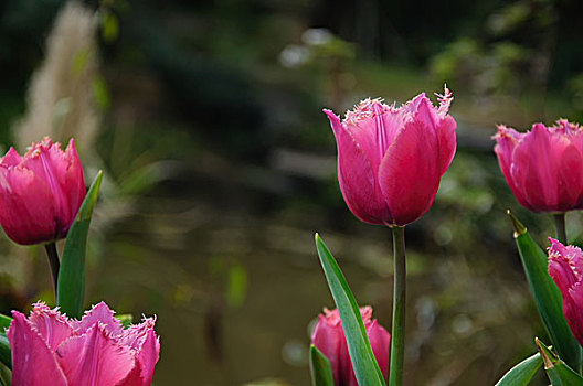 美丽的郁金香花