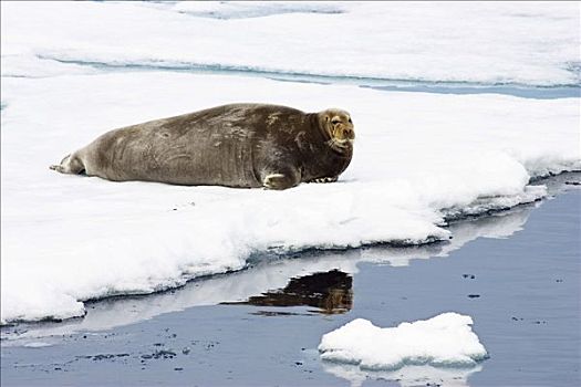 髯海豹,鳍足,海豹,浮冰,斯匹次卑尔根岛,挪威