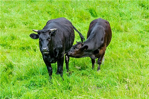 黑色,母牛,绿色,草场,幼兽