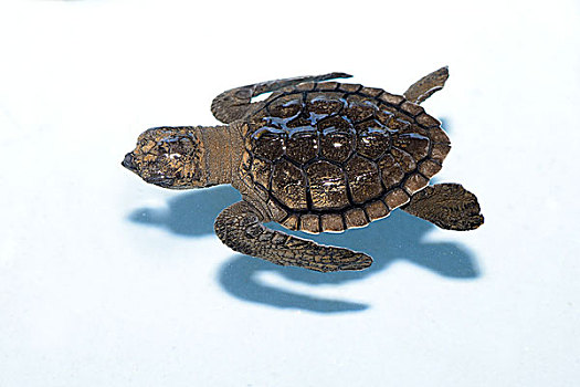 橄榄龟,孵化动物,一个,饲养,车站,巴厘岛,印度尼西亚,亚洲