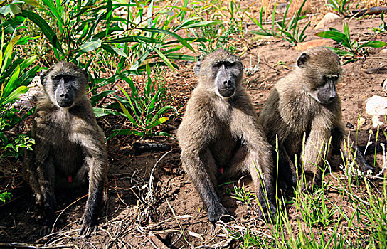 三个,大狒狒,豚尾狒狒,岬角,狒狒,开普敦,南非,十二月,2008年