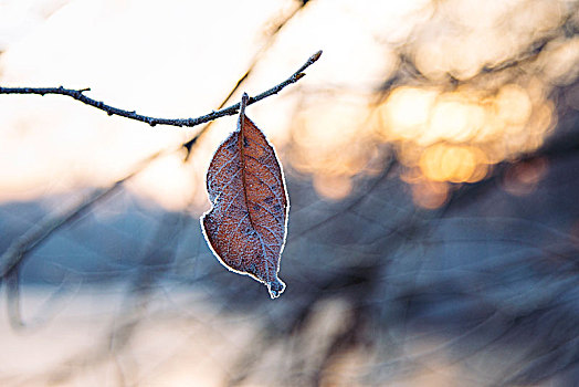 冬季风景,冰,霜,太阳,十二月