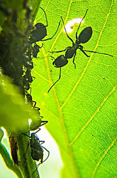昆虫蚂蚁微距绿色树叶逆光