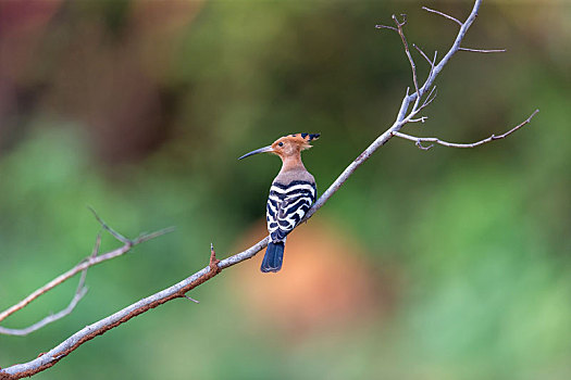 栖息在树枝上等待时机捕食昆虫的戴胜鸟