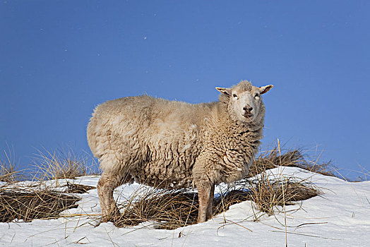绵羊,沙丘,叙尔特岛,北方,石勒苏益格,黑白花牛,德国