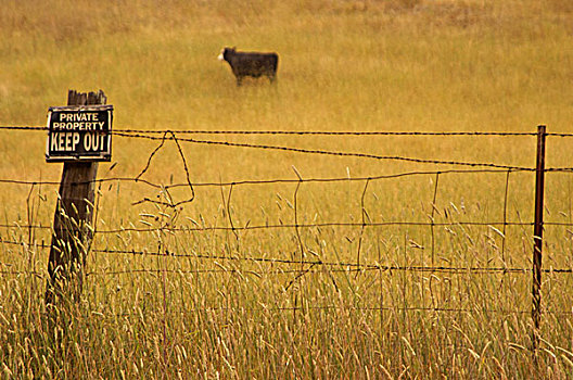 母牛,草,地点,地产,标识,栅栏,加利福尼亚,美国