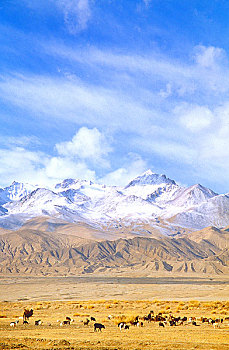 牧群在新疆帕米尔高原昆仑山下