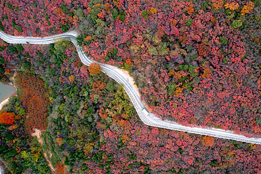 长寿山红叶与曲线公路风景图
