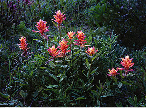 火焰草,花,北方,落基山脉,不列颠哥伦比亚省,加拿大