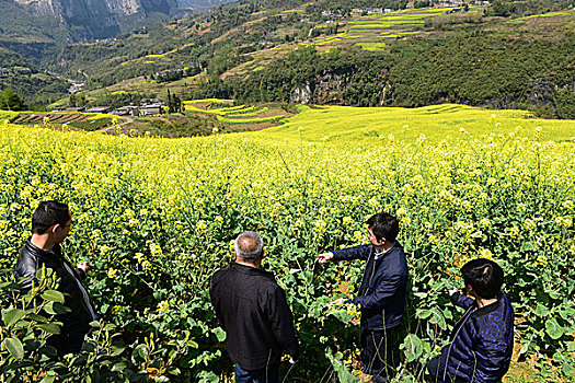 大峡谷油菜花风景