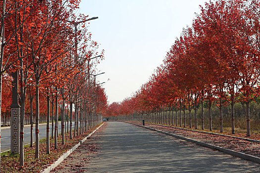 秦皇岛红彤彤的宁海枫林大道