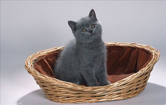 英国短毛猫,猫,蓝色,小猫,篮子