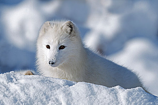 北极狐,探索,初雪,阿拉斯加,美国