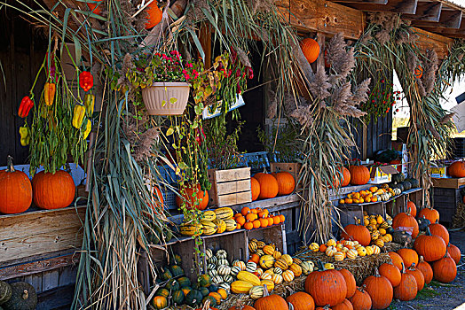 南瓜,葫芦属植物,秋天,市场,东方镇,魁北克省,加拿大,北美