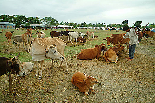 兽医,照顾,牛,洪水,蔽护,中心,孟加拉,七月,2004年