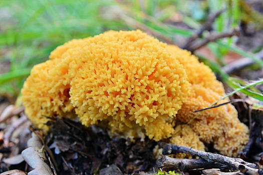 黏糊糊的黄蘑菇图片