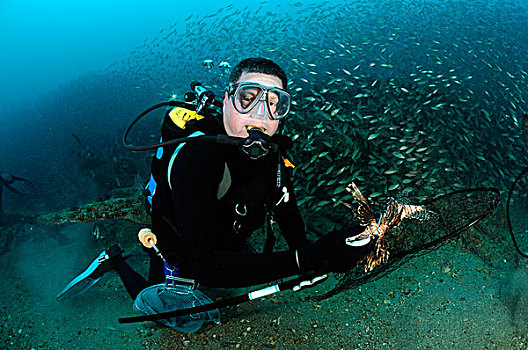 潜水,蓑鲉,海岸,北卡罗来纳