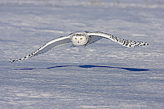 雪鹄,雪鸮,雌性,飞行,上方,雪