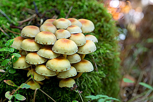 蘑菇,树林