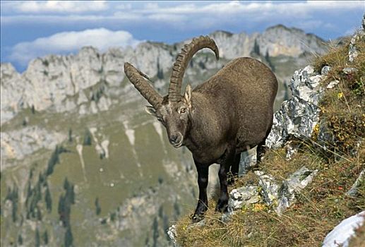 阿尔卑斯野山羊,羱羊,瑞士