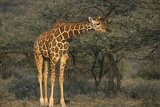 网纹长颈鹿,长颈鹿,浏览,刺槐,金合欢,树,肯尼亚