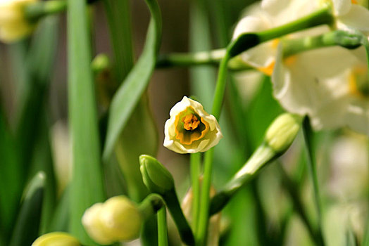 水仙花