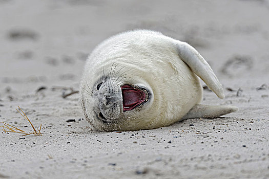 灰海豹,小动物,白色,毛发,卧,沙滩,叫,沙丘,赫尔戈兰岛,石荷州,德国,欧洲