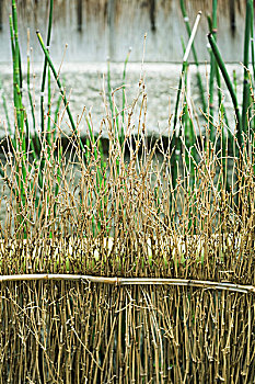 干燥,竹子,茎,特写