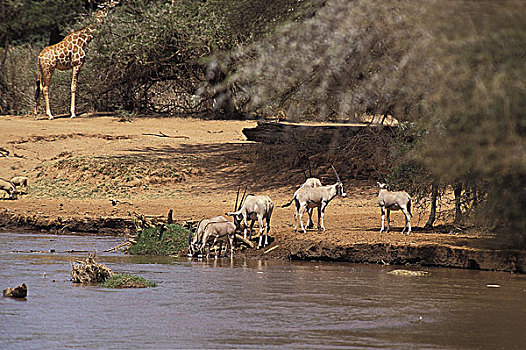 长角羚羊,群,喝,河,公园,肯尼亚