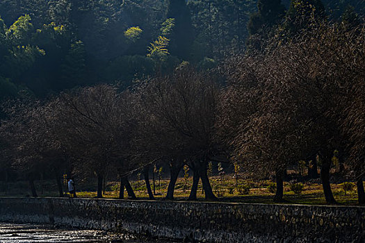 树,蓝天,田野,山,背景,牛,寺庙,村庄,山岗,河,池塘,湖,水,岸