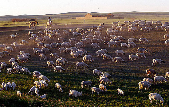 内蒙草原上的羊群