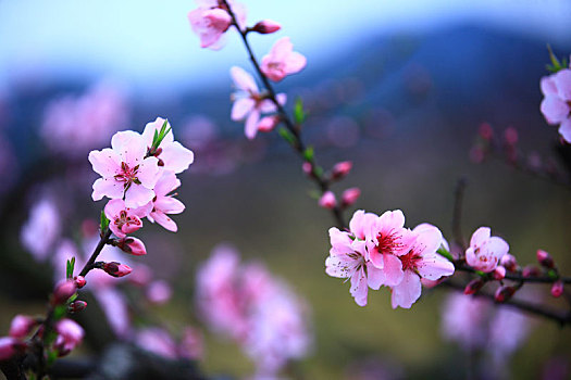 桃花,粉色,春天,山林