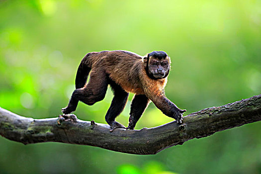褐色,黑帽悬猴,成年,树上,南美