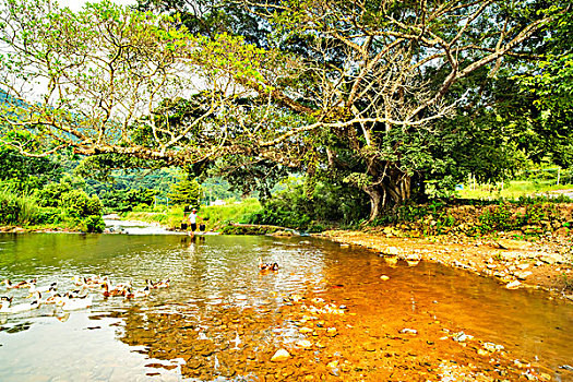 河源,缺牙山,山村,小河,鸭子