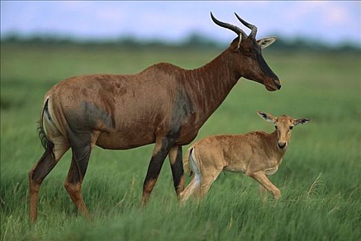 转角牛羚,萨维提,乔贝国家公园,博茨瓦纳