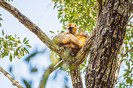 madagascarlemur马达加斯加狐猴和宝宝