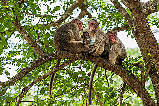 家族,猴子,幼兽,野生动物,保护区,泰米尔纳德邦,印度,亚洲