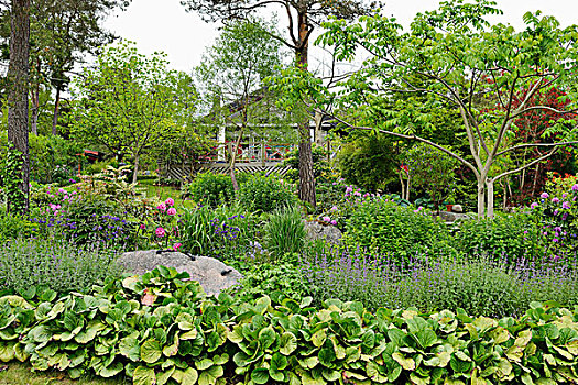 排,不同,植物,风景,花园