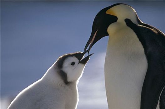 帝企鹅,父母,威德尔海,南极
