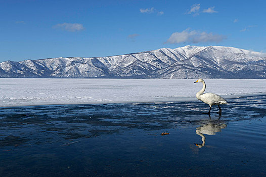大天鹅,反射,水中,屈斜路湖,温泉,北海道,日本,亚洲