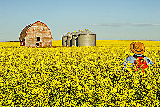 站立,男人,开花,油菜地,老,谷仓,谷物,背景,靠近,曼尼托巴,加拿大
