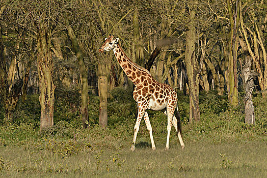 罗特希尔德长颈鹿,长颈鹿,纳库鲁湖国家公园,靠近,纳库鲁,裂谷省,肯尼亚,非洲