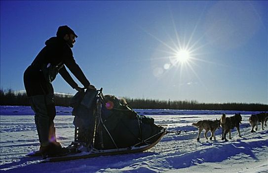 狗拉雪橇,团队,阿拉斯加,美国