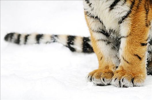 西伯利亚虎,幼兽,东北虎,雪中,下部,特写