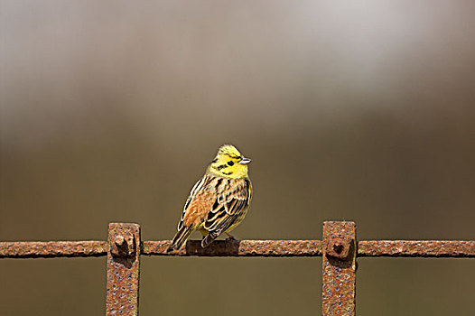 金翼啄木鸟,成年,雄性,栖息,生锈,耙,诺福克,英格兰,英国,欧洲