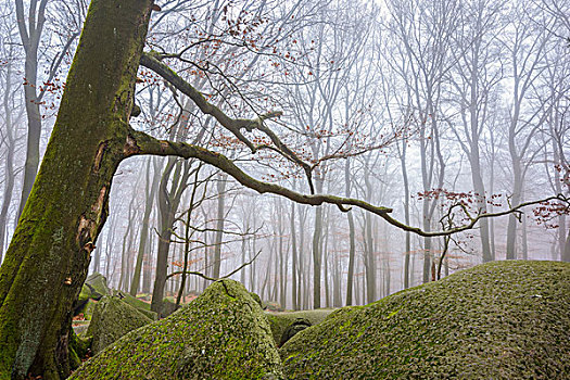 山毛榉,树林,晨雾,奥登瓦尔德,黑森州,德国