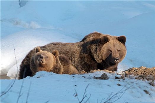 棕熊,巴伐利亚森林国家公园,巴伐利亚,德国,欧洲