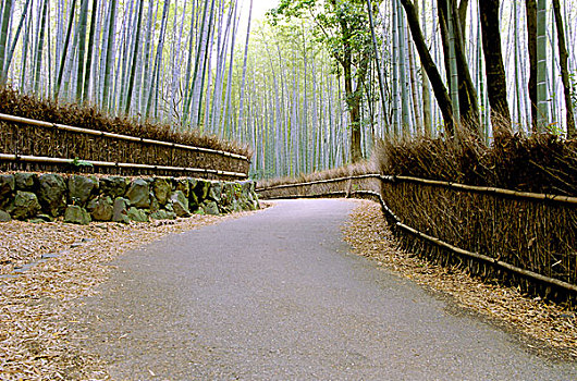 日本,京都,竹子,线条