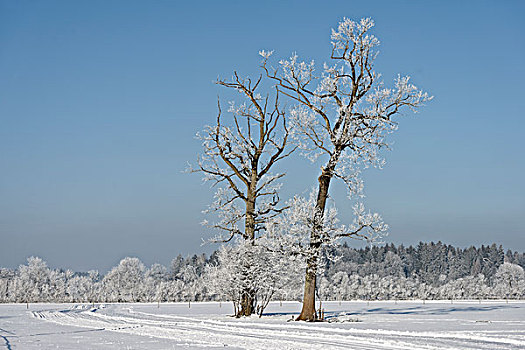 树,白霜,冬天,上巴伐利亚,巴伐利亚,德国,欧洲