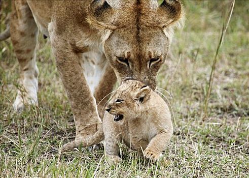 雌狮,狮子,梳理,幼兽,马赛马拉国家保护区,肯尼亚